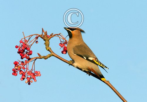 Waxwing DM1523